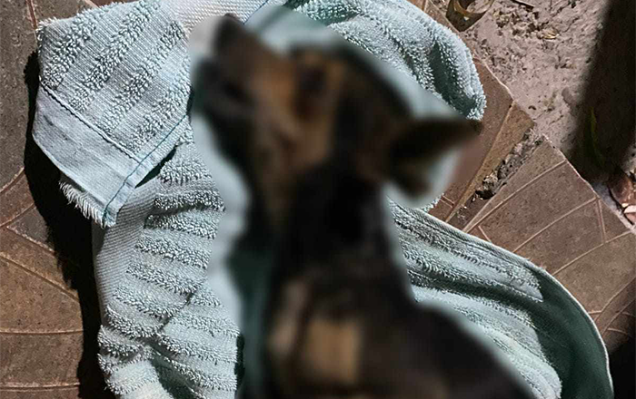 Hombre detenido en Guadalupe por maltratar a perra chihuahua 1 483032938 2293828597678611 3393727897553379199 n
