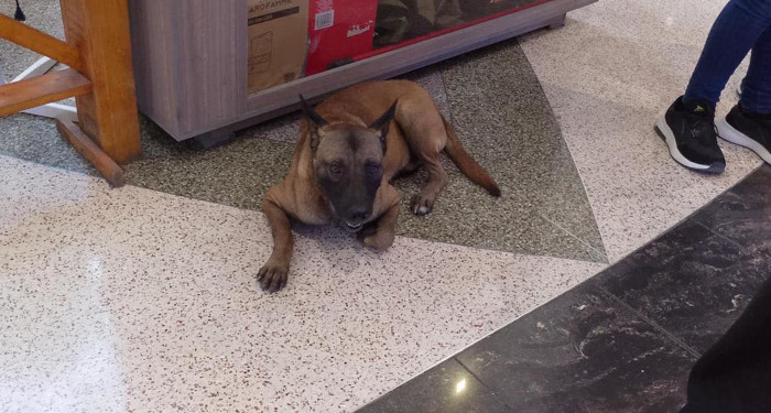 Detienen a guardias que rociaron gas pimienta a perrito 3 484631981 1180211010274325 295501334378395062 n