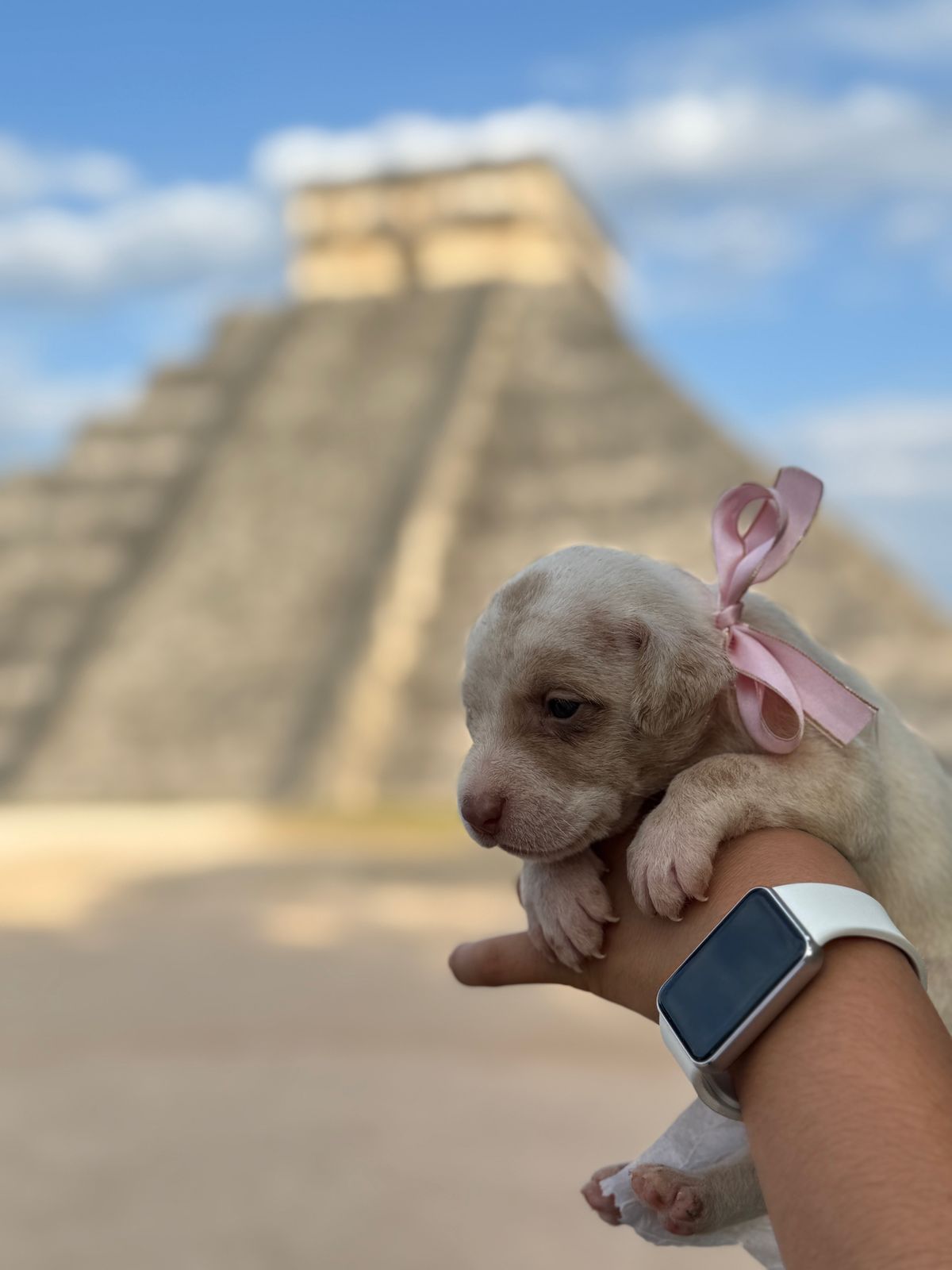 Buscan hogar para cachorros nacidos en Chichén Itzá 2 485230228 601129822913060 8648958828325766014 n