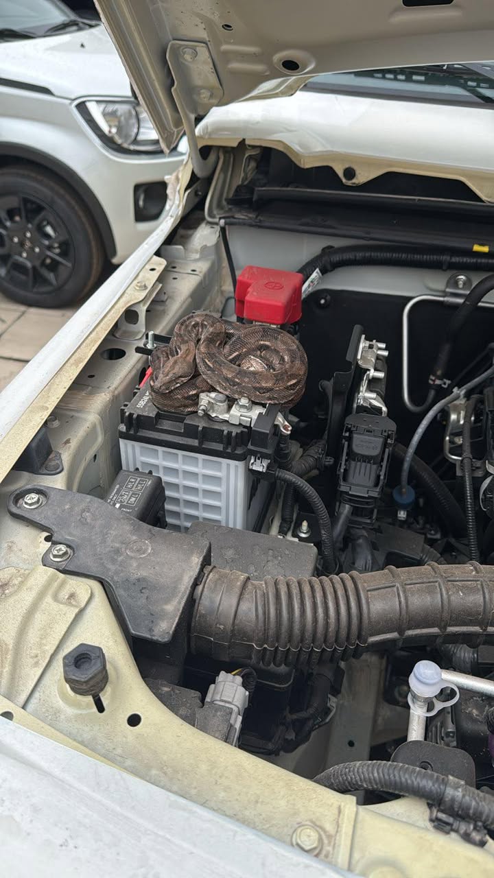 Encuentran víbora en agencia de autos en Monterrey 1 485430562 1005678658178900 7574026135713419859 n