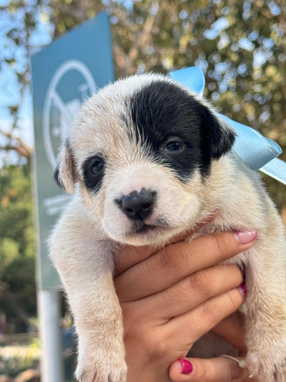 Buscan hogar para cachorros nacidos en Chichén Itzá 1 486033325 1305849484043522 3216749083712103551 n
