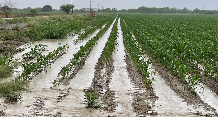 Mejoran lluvias al campo de la región fronteriza 1 486227775 2288484491552834 1161392226261768887 n