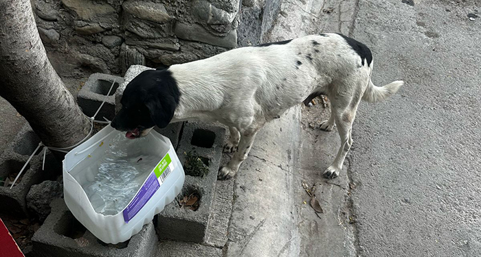 Detienen a violador de perros en Guadalupe 2 486778051 1418431196232928 1566182130719063893 n