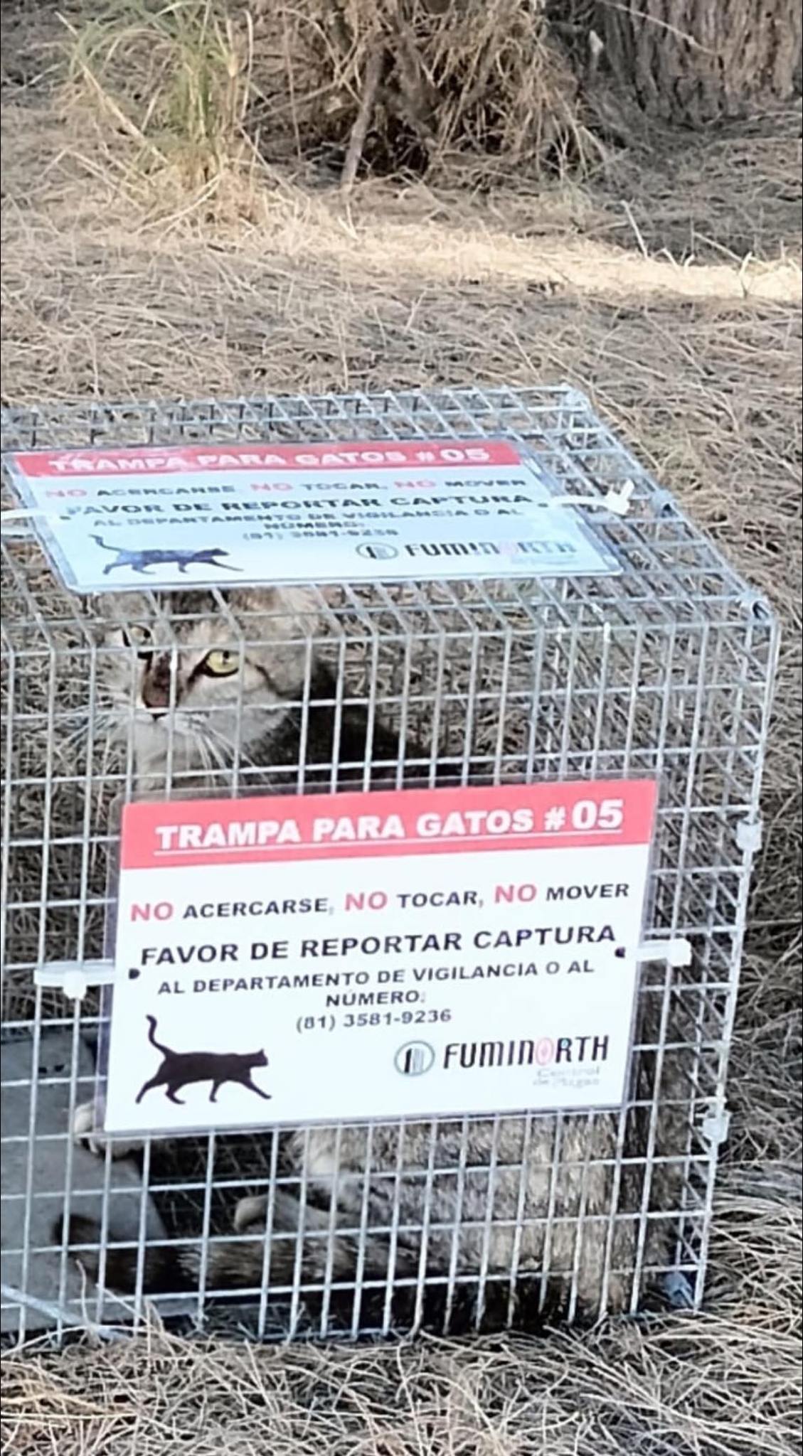 Denuncian captura de gatos en Parque Industrial de García 1 487067048 1633226410657853 2788566157473469566 n