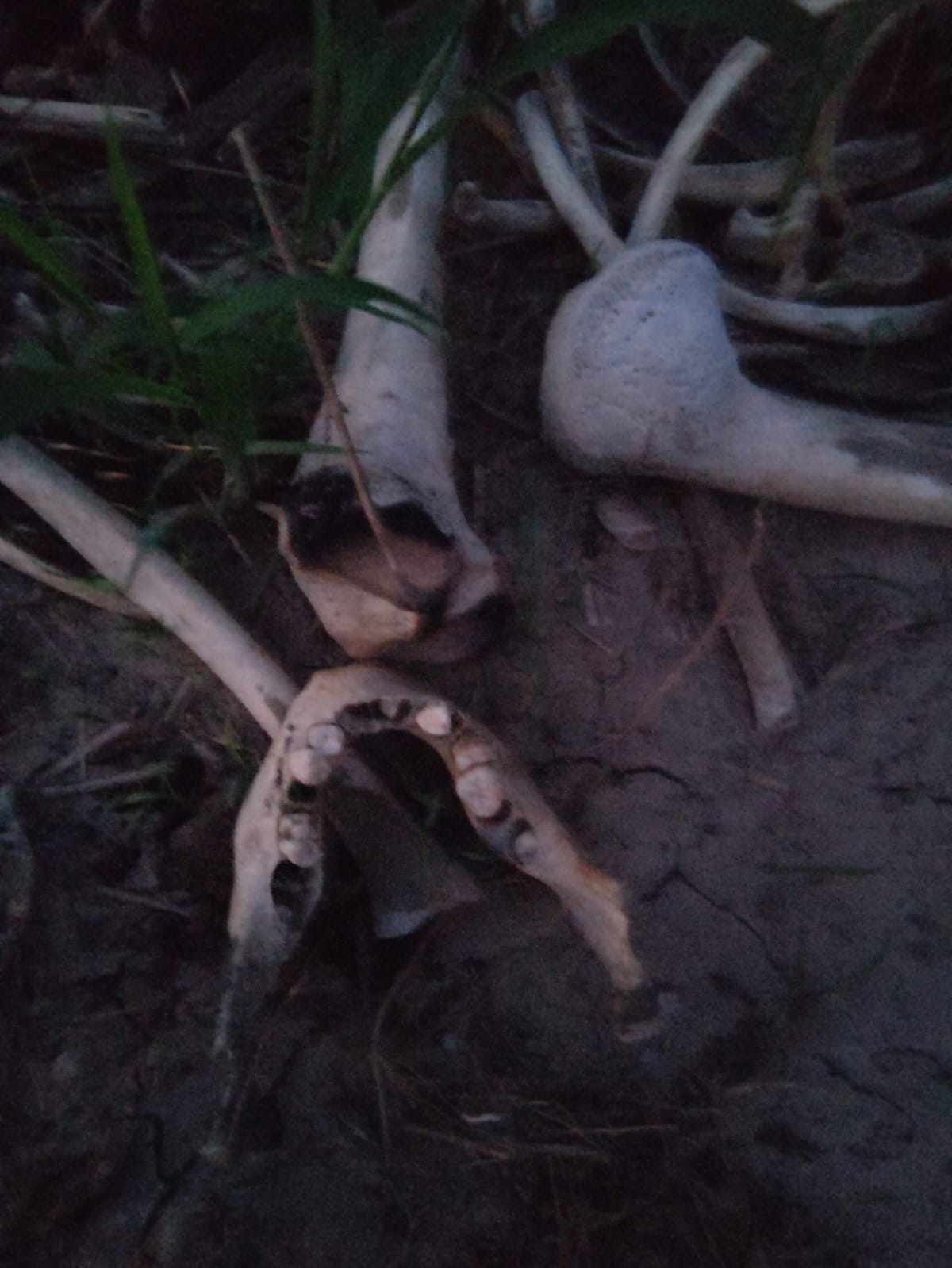 Localizan osamenta al poniente de Reynosa; podría tratarse de una mujer 3 487537683 638121465667144 6323588702307189655 n