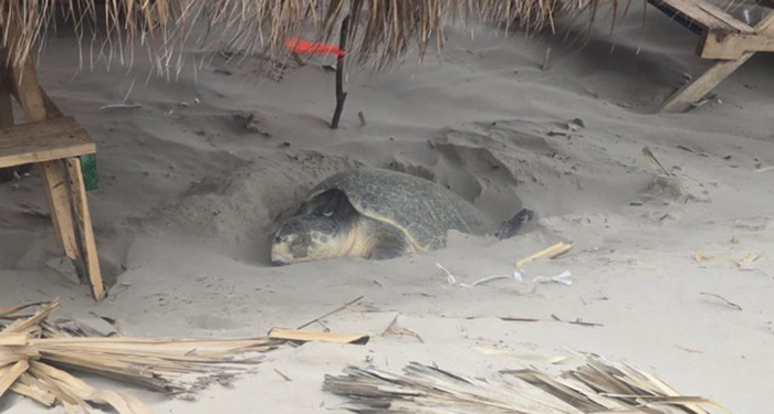 Erasmo González exhorta a proteger la tortuga Lora 1 488811423 1019273300169836 7803942909132865605 n