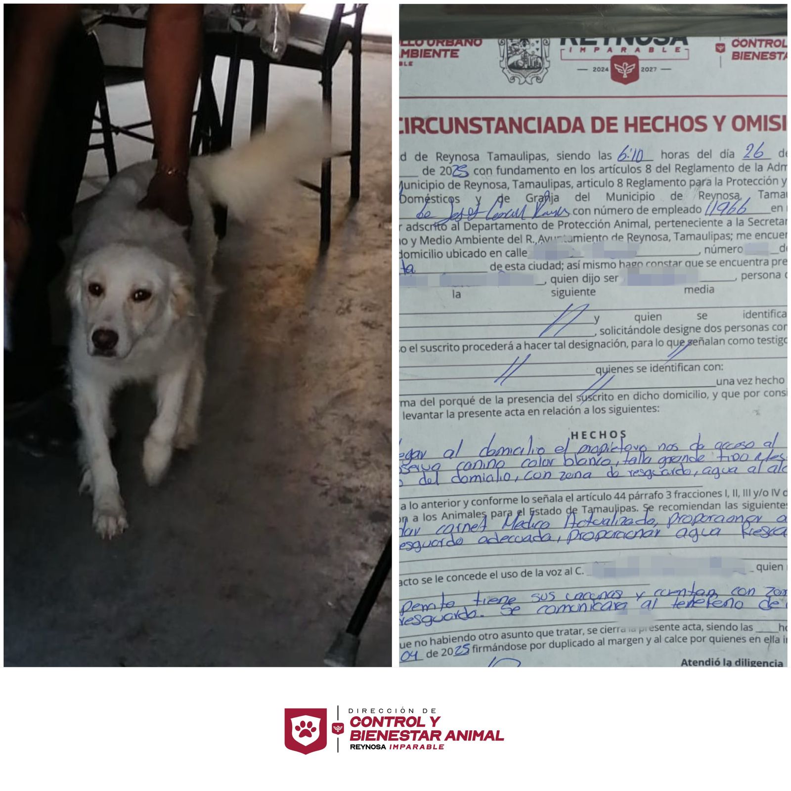 Alcalde de Reynosa exhorta a dueños a cuidar de sus mascotas 1 494359368 1358233292165586 7559794244348109731 n