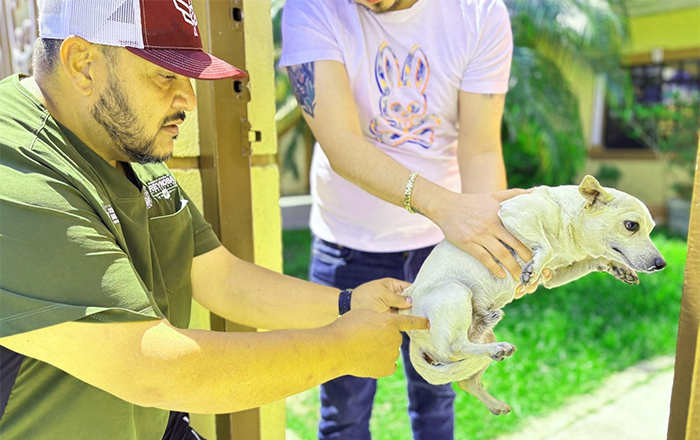 MASCOTA