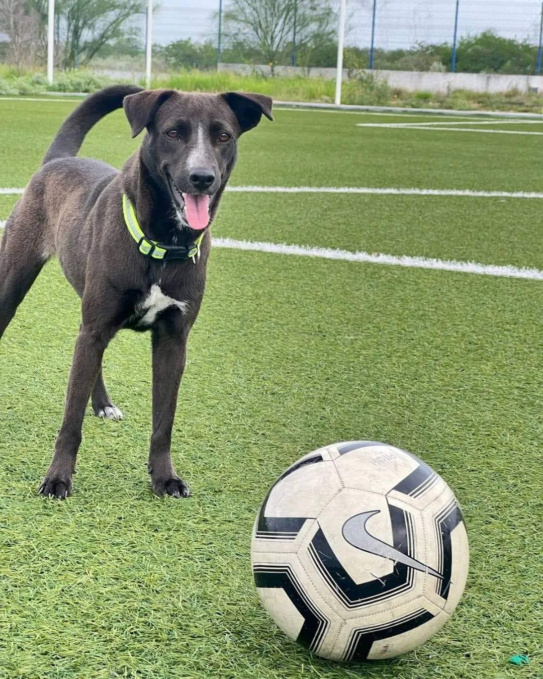 Piden ayuda para localizar a ‘Bombon’ perrita de TecMilenio Reynosa 2 494362483 704841325329398 2701346951373970014 n