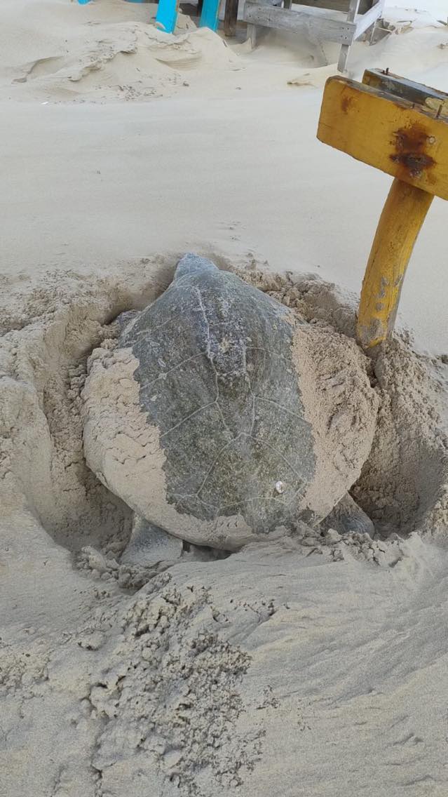 Llama Erasmo González a la protección de Tortuga Lora 1 494574597 1210780850695799 1440884500007254370 n