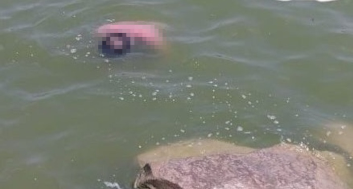 Cuerpo sin vida de un hombre flota en La Playita 1 494820282 649807918037152 7234694351720092651 n