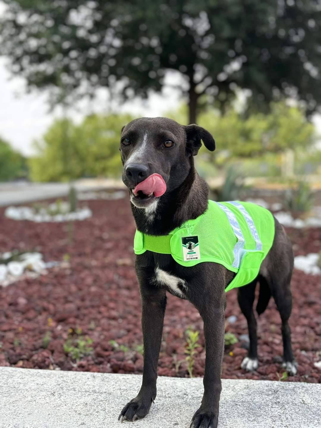 Piden ayuda para localizar a ‘Bombon’ perrita de TecMilenio Reynosa 1 494826825 1008138898053199 634298060003794615 n