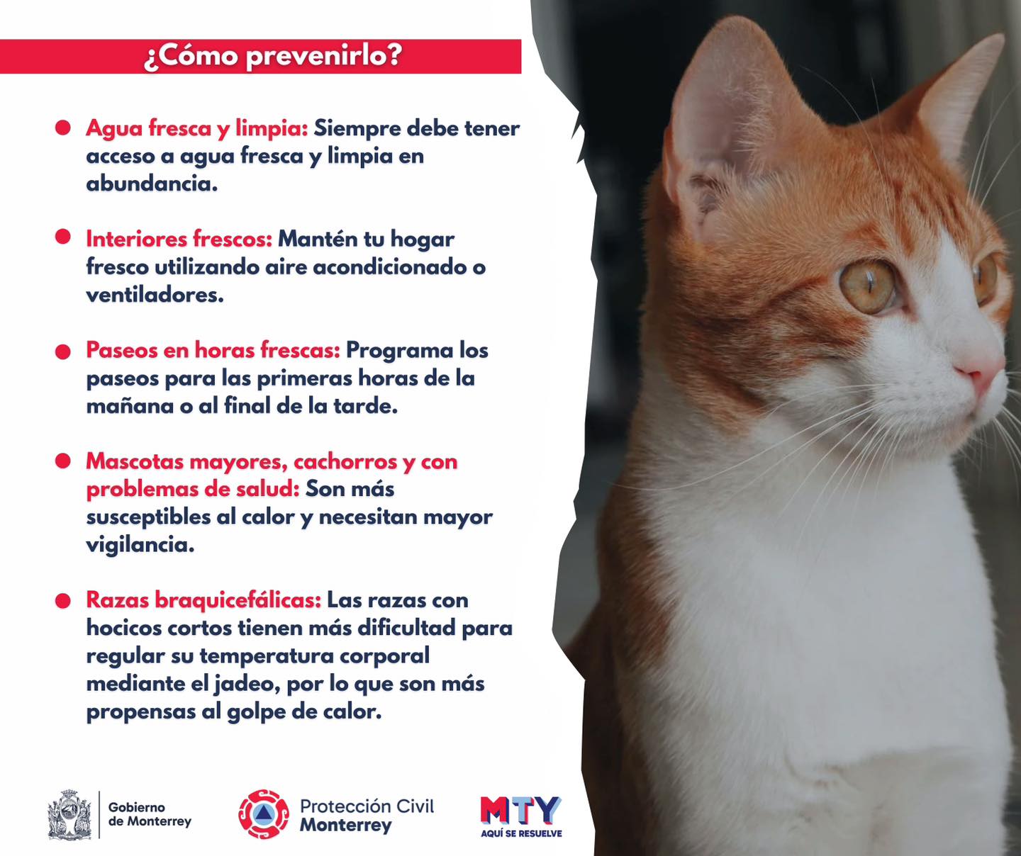 ¿Cómo identificar el golpe de calor en mascotas? 2 495267325 1221904882901429 5403508670586586435 n