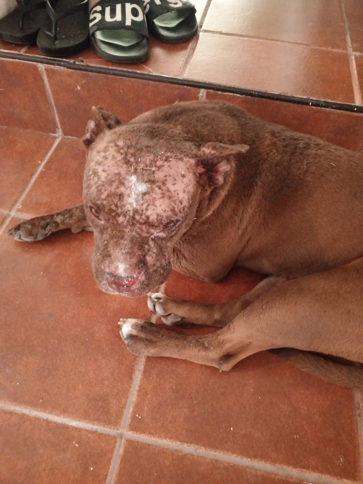 Hombre rocía ácido a 2 perros en Oaxaca 1