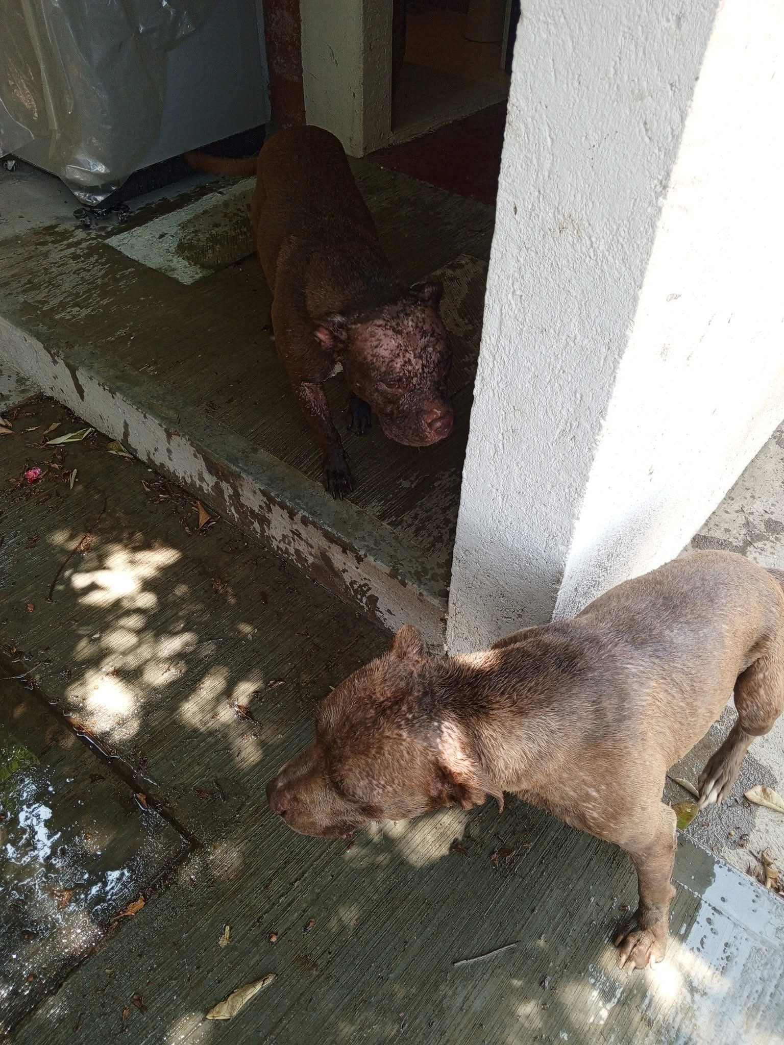 Hombre rocía ácido a 2 perros en Oaxaca 2