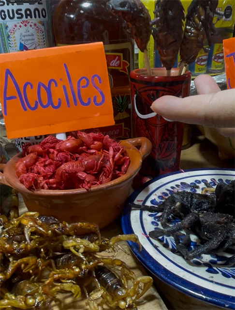 ¿Te comerías una tarántula? (VIDEO) 2 INSECTOS