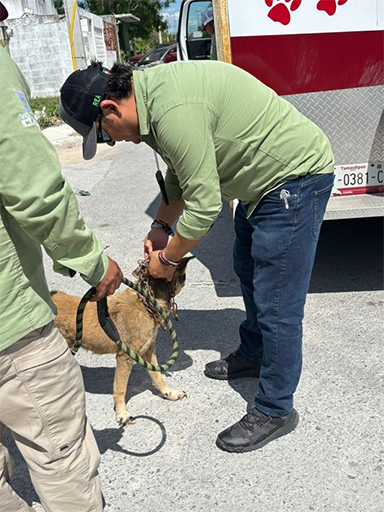 Rescata Gobierno de Reynosa a mascota en condiciones de maltrato 1 PERRITO 3