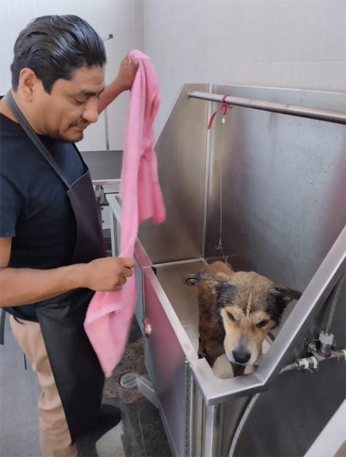 Rescata Gobierno de Reynosa a mascota en condiciones de maltrato 2 PERRITO