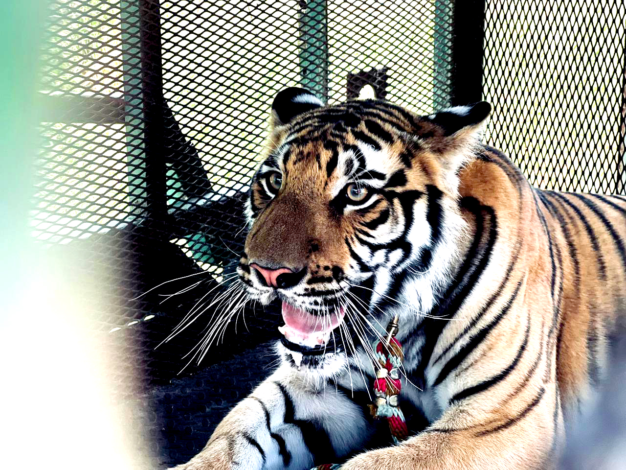 Capturan a tigre en Salinas Victoria 3 1 1