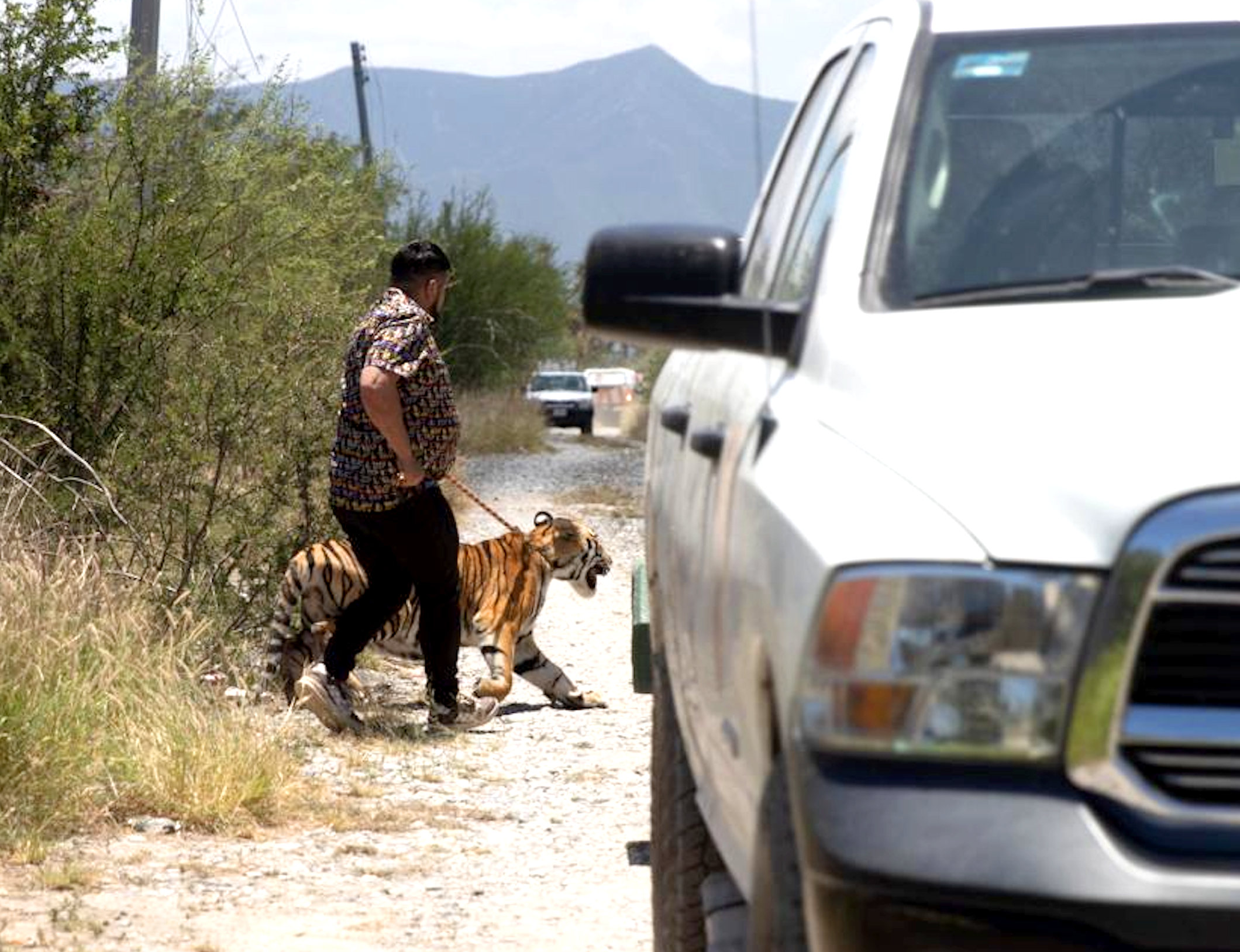 Capturan a tigre en Salinas Victoria 1 2