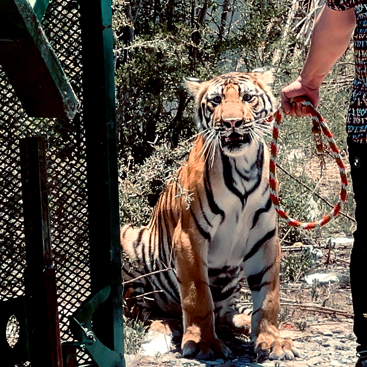 Capturan a tigre en Salinas Victoria 5 3