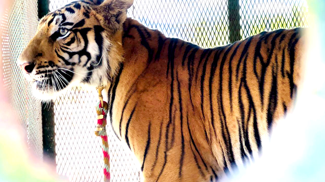 Capturan a tigre en Salinas Victoria 4 4