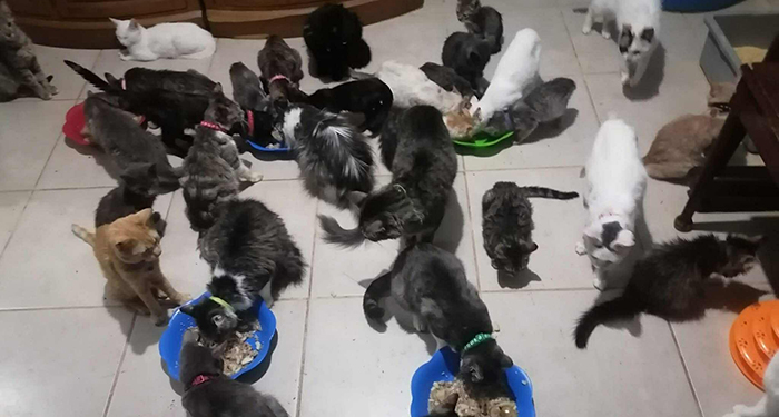 Realizarán feria de adopción felina en Reynosa 1 494572785 1475736220252421 8420675231992763250 n