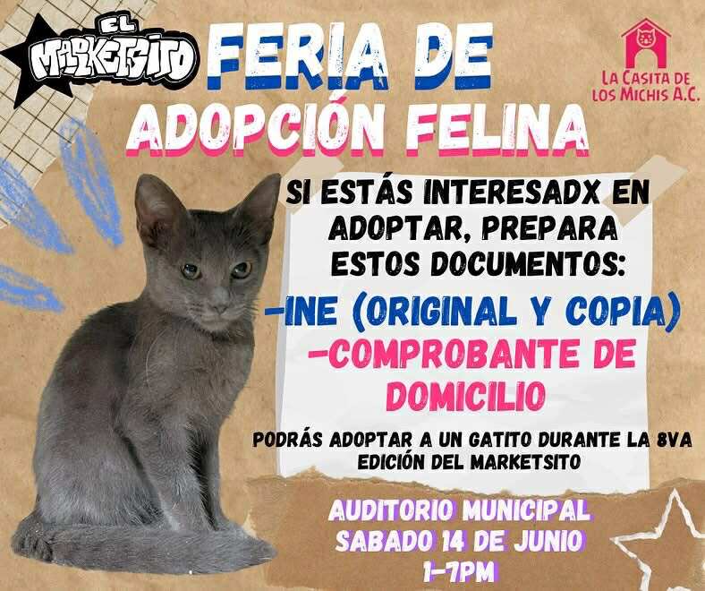 Realizarán feria de adopción felina en Reynosa 2 494575748 736274645575136 3916046015235807865 n