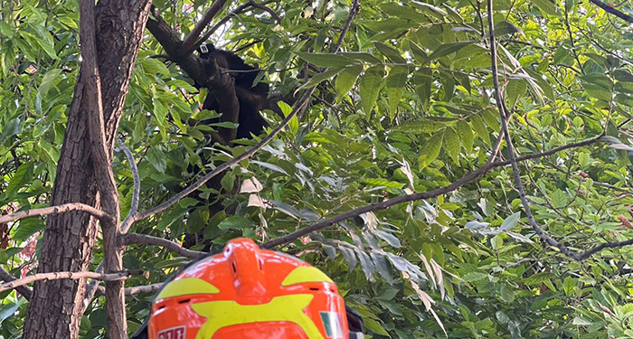 Reportan oso arriba de árbol en Santa Catarina 1 504152806 2160628834438929 6786864184612060833 n