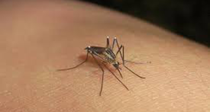 Emiten recomendaciones por presencia de dengue ante pronóstico de lluvia 1 506035170 1243855173995539 6470066930216081765 n