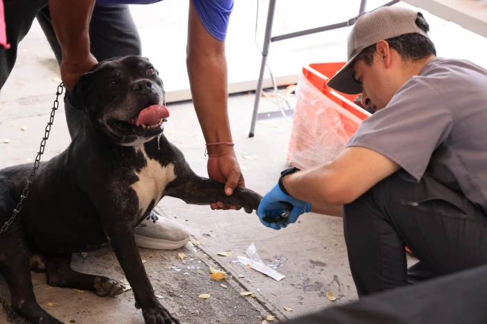 Anuncian feria de adopciones y brigadas de salud para mascotas en Monterrey 1 506761968 3955100678037683 6822978593015012629 n700
