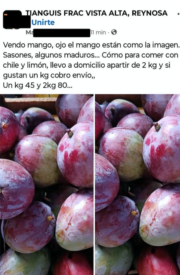 Venden mangos obtenidos en rapiña en Reynosa 3 506873003 1029593579333782 8113902577796235464 n