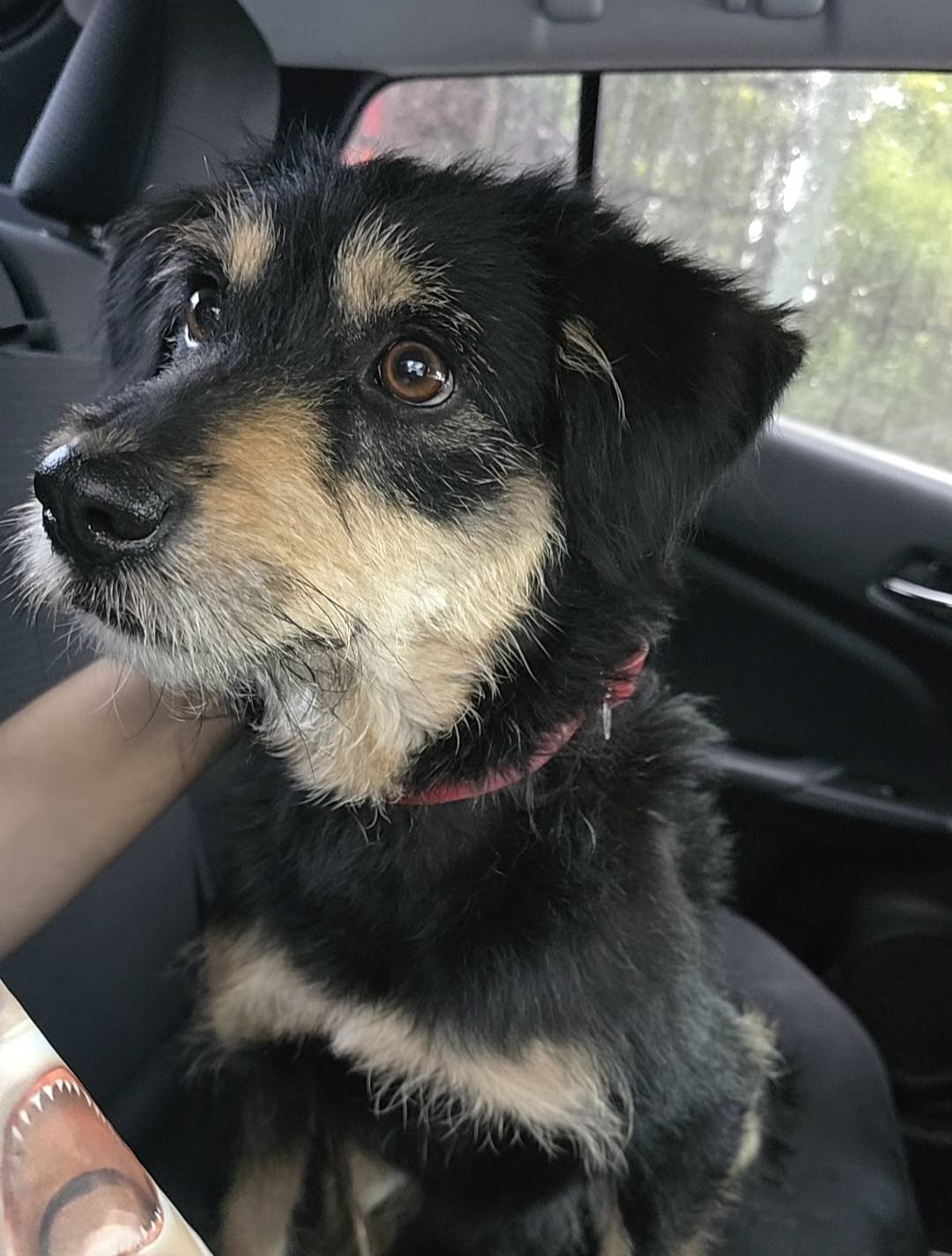 Perrito al que le robaron su cobija fue adoptado y tiene un hogar 2 508258472 1173850947787395 7250989771164447957 n