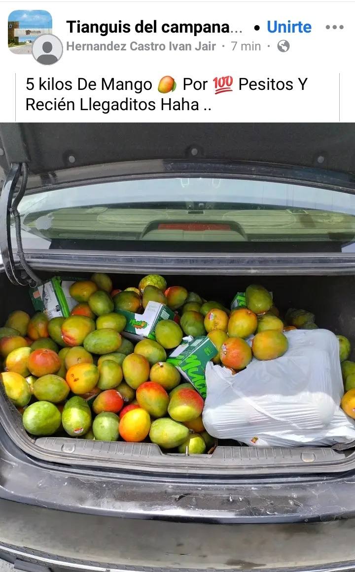 Venden mangos obtenidos en rapiña en Reynosa 1 508863339 1230239972073637 1019424873196790293 n