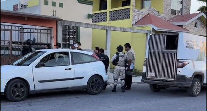 Rescatan a ocho ‘lomitos’ maltratados en Puerta del Sol 2 509451291 24155196767466361 6929021503878411796 n