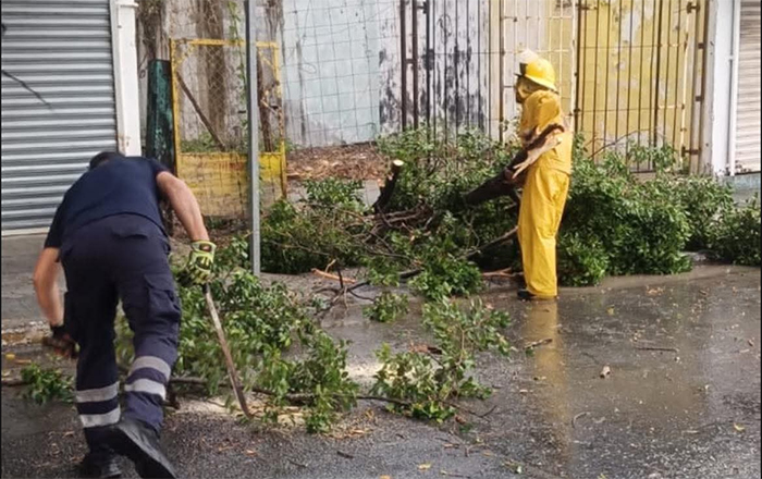 Fuertes vientos provocan caída de árboles en Victoria 1 VIENTOS 2