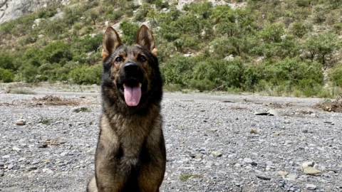 Capacitan a grupo de rescate K9 Jaguares de Santa Catarina 5 WhatsApp Image 2025 06 10 at 12.28.23 PM 1700