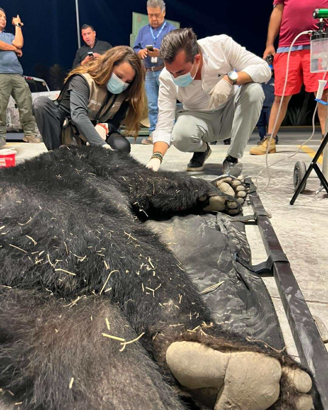 Rescatan y liberan a oso negro en García 1 518226982 2111714529336238 847429646549992376 n