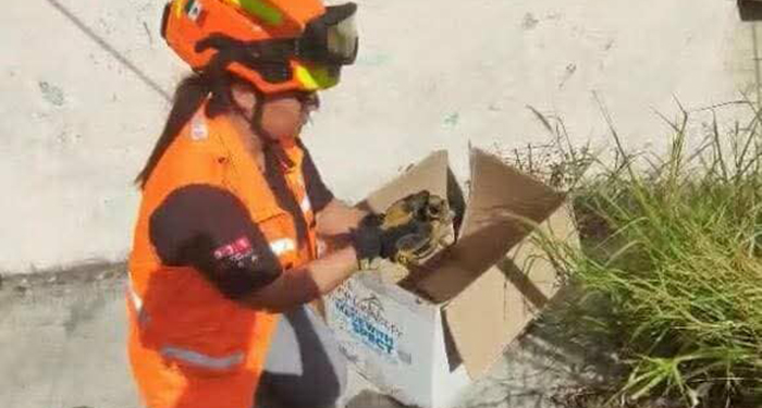 Rescatan a patitos que cayeron a alcantarilla en Monterrey 2 523923807 721790370737436 4038940466653959252 n