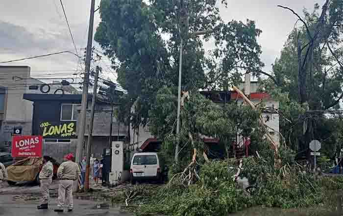 Reportan árboles caídos por paso de fuertes vientos en Monterrey 1 ARBOL 2