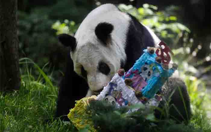 México emite billete de lotería para celebrar 35 años del panda Xin Xin 1 PANDA 2