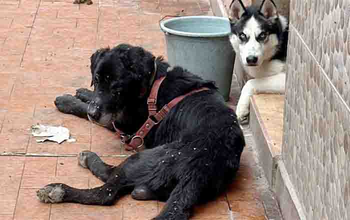 PERRITOS