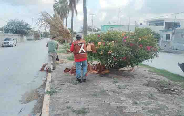 Cuadrillas municipales mejoran aspecto de avenidas en Reynosa 1 REYNOSA 2 1