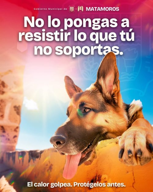 Gobierno de Matamoros llama a cuidar a las mascotas durante la temporada de calor 1 WhatsApp Image 2025 07 14 at 8.26.42 PM e1752547370323