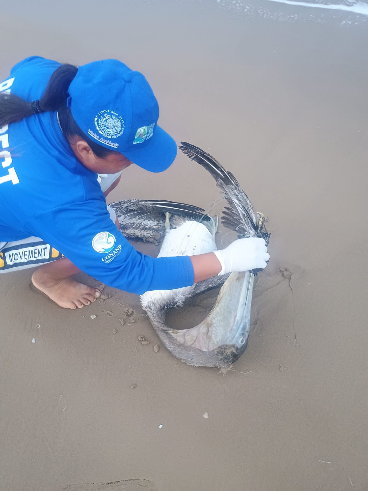 Denuncian matanza de pelícanos en Playa Bagdad de Matamoros 2 517354335 784898553890710 6660641675439102408 n