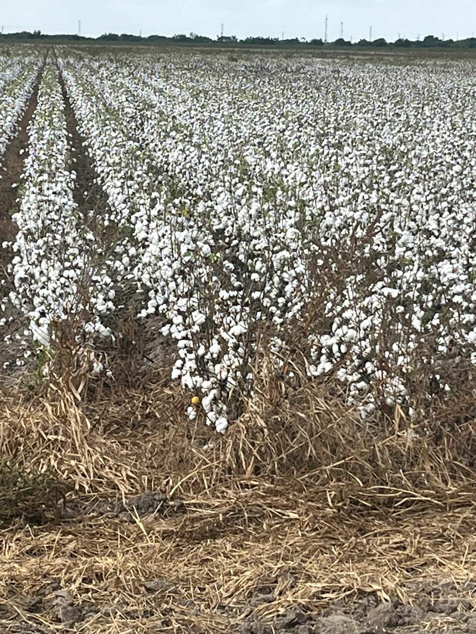 Inicia la pizca de algodón en el norte de Tamaulipas 1 524704781 1037311364879238 42966795987408220 n
