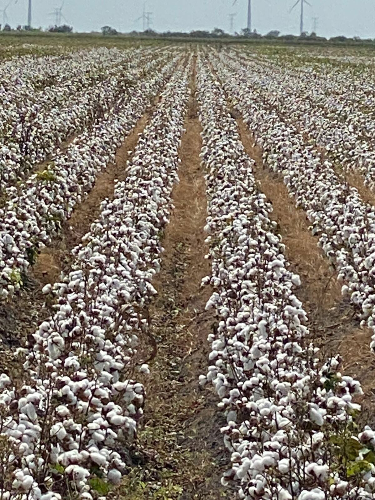 Inicia la pizca de algodón en el norte de Tamaulipas 2 527848896 749510144465695 1102049252646515882 n