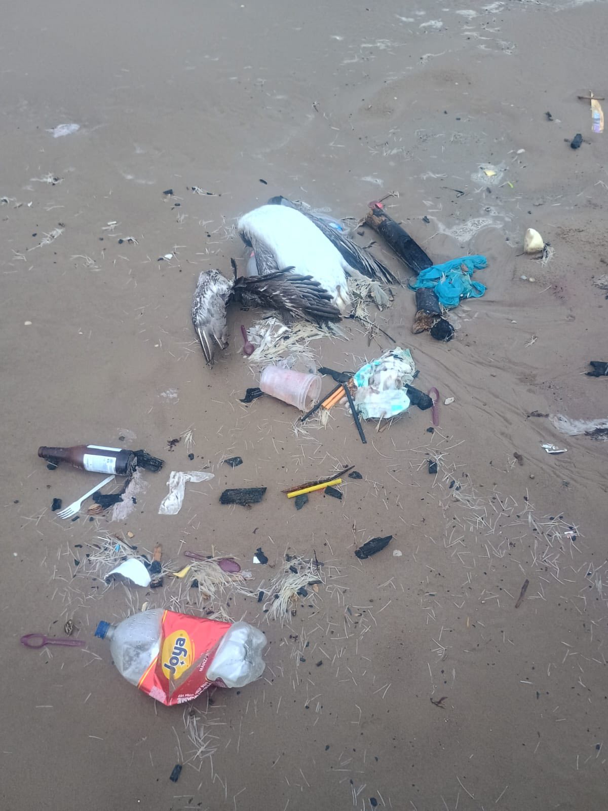 Denuncian matanza de pelícanos en Playa Bagdad de Matamoros 3 528309513 2228193427694825 4716222225148849039 n