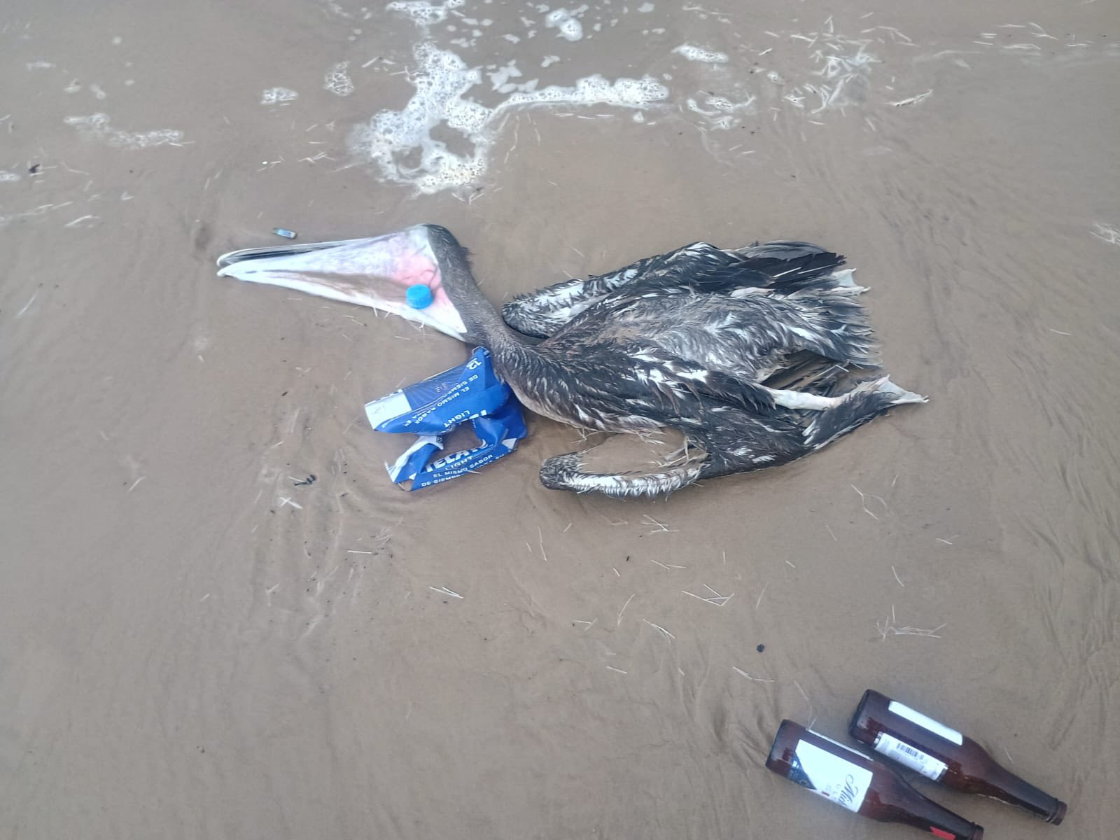 Denuncian matanza de pelícanos en Playa Bagdad de Matamoros 1 530659648 781324961068884 8835146014851598023 n