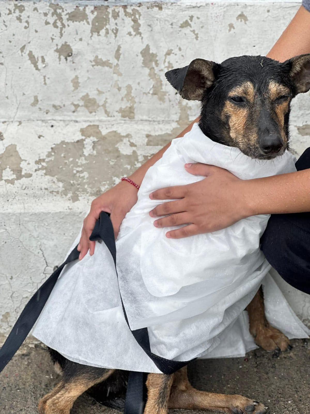 Rescatan a perrito atrapado en arroyo El Obispo 1 534530653 776502458153281 7012360024234968122 n
